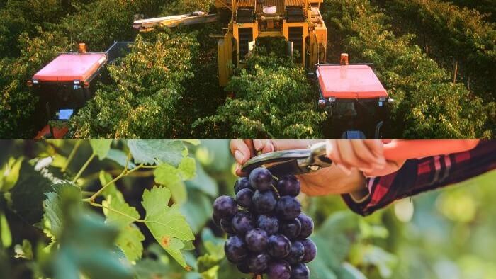 grape hand-picking or machine harvesting