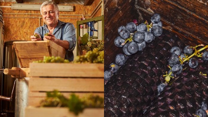 Crushing and pressing grapes