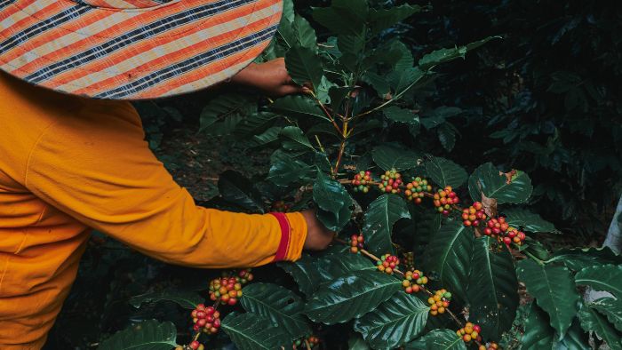 Cultivating coffee plants