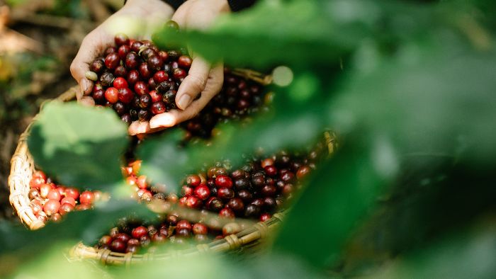 coffee harvesting